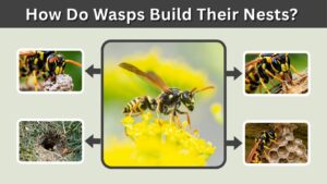 How Do Wasps Build Their Nests? Step-by-Step Guide