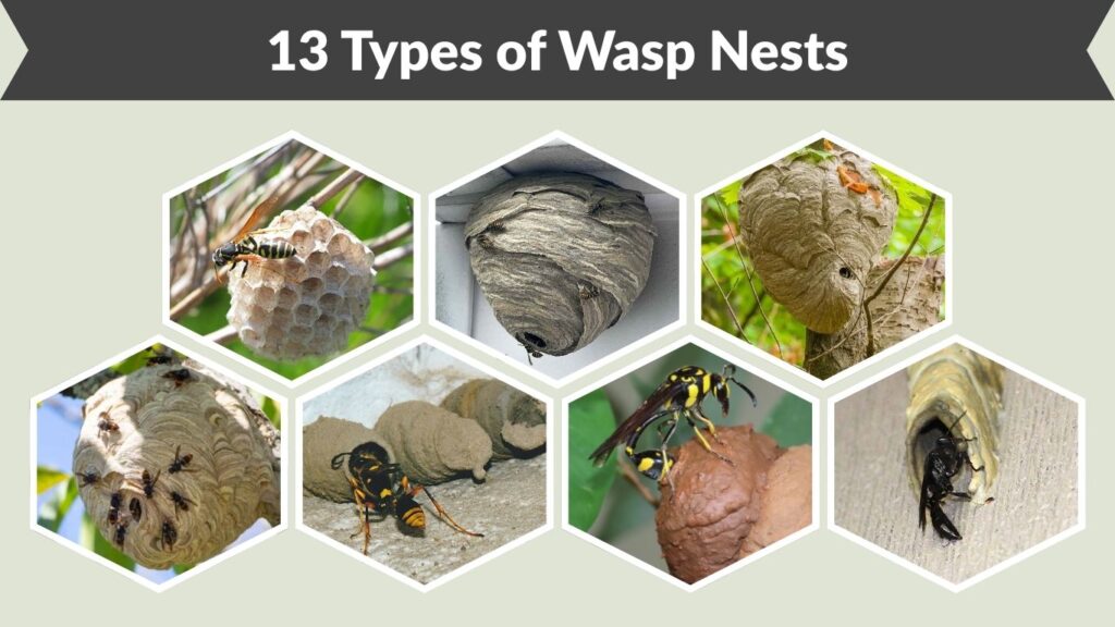 13 Types of Wasp Nests: Identification, Pictures & Locations