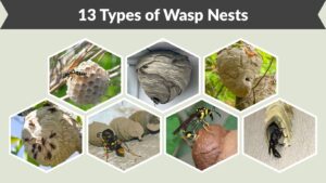 13 Types of Wasp Nests: Identification, Pictures & Locations