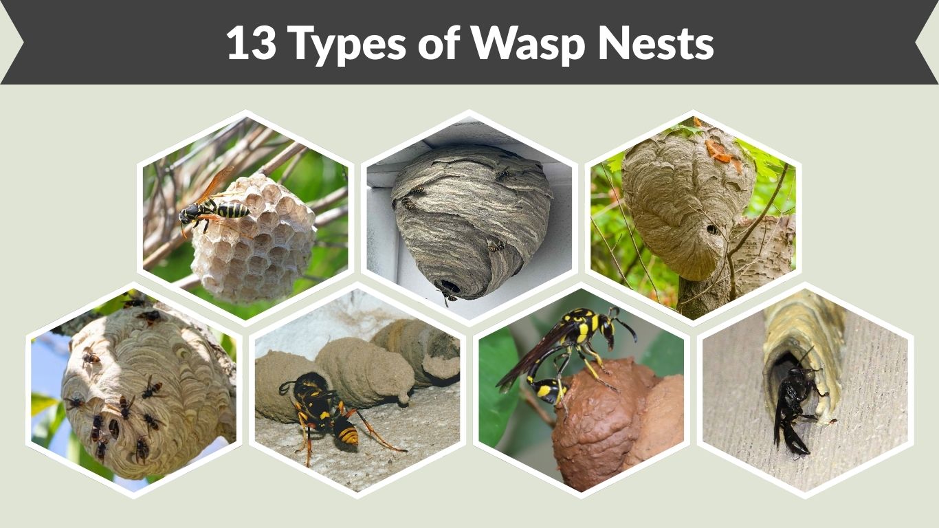 13 Types of Wasp Nests: Identification, Pictures & Locations