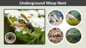 Underground Wasp Nest: Identification & Safe Removal Guide