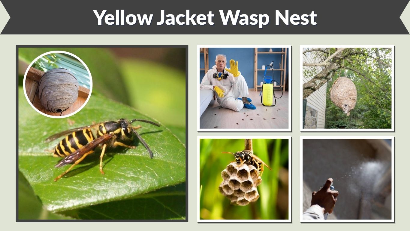 Yellow Jacket Wasp Nest: Identification, Types & Removal