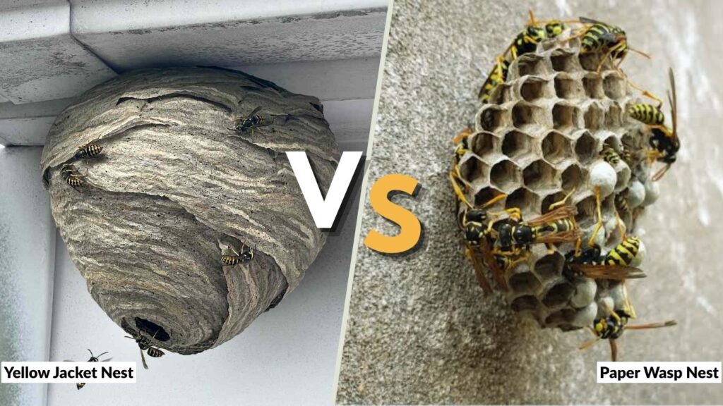 Yellow Jacket Nest vs Paper Wasp Nest: 7 Key Differences