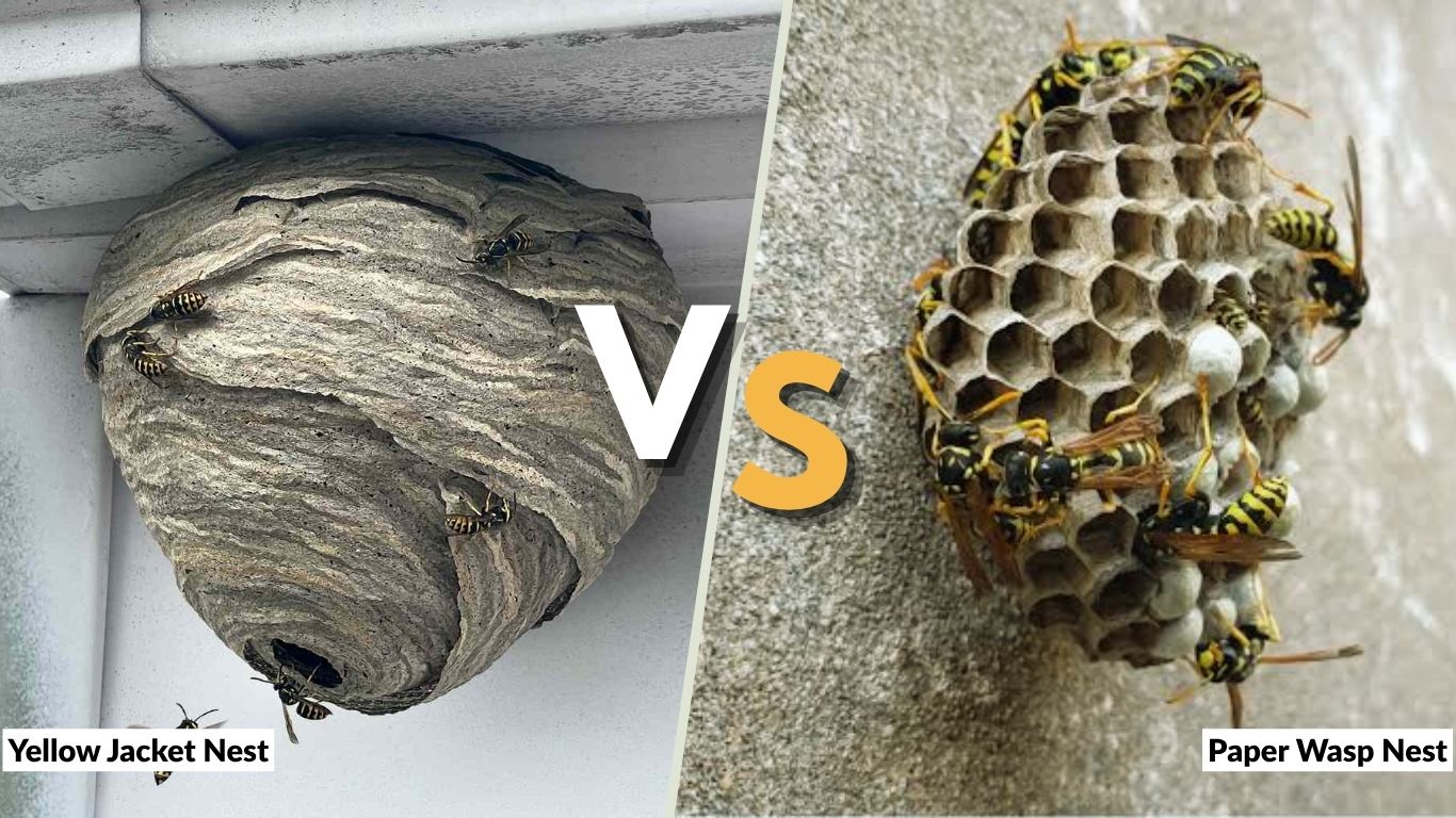Yellow Jacket Nest vs Paper Wasp Nest: 7 Key Differences
