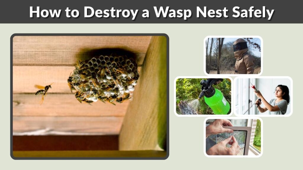 How to Destroy a Wasp Nest Safely: Step-by-Step Guide