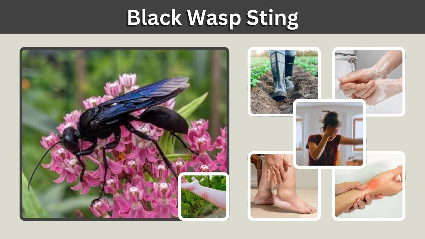 Black Wasp Sting: Symptoms, Treatment, Pain & Safety