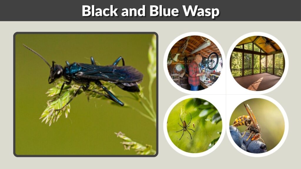 Black and Blue Wasp: Identification, Sting & Nest Guide