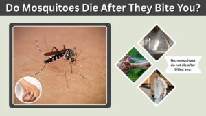 Do Mosquitoes Die After They Bite You? What to Know