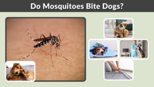 Do Mosquitoes Bite Dogs? Signs, Risks, and Treatment