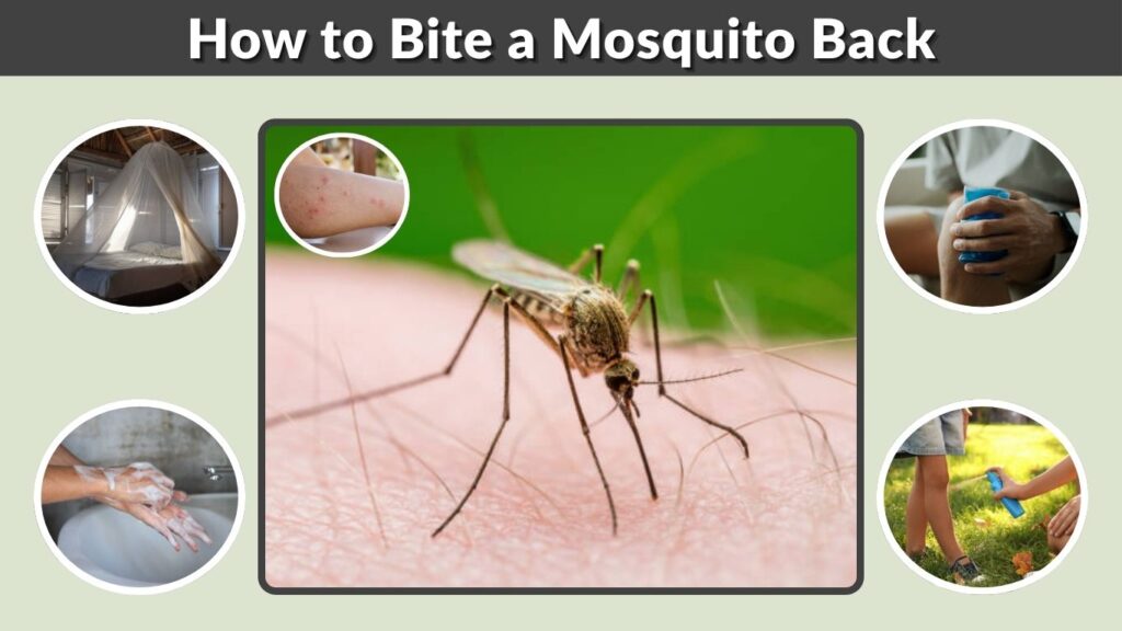 How to Bite a Mosquito Back: Meme Meaning and Real Facts