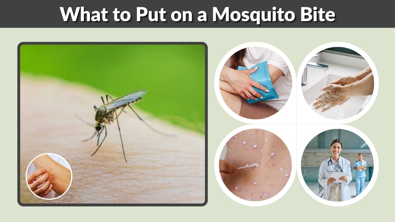 What to Put on a Mosquito Bite: Fast Ways to Stop Itching