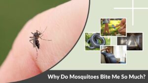 Why Do Mosquitoes Bite Me So Much? 9 Common Reasons