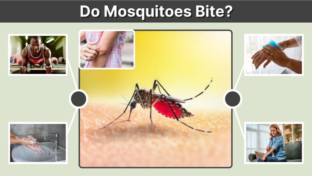 Do Mosquitoes Bite? Why They Bite Certain People More Often