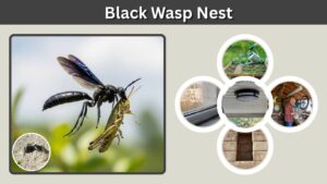 Black Wasp Nest: Identification, Types & Removal