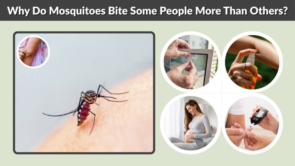 Why Do Mosquitoes Bite Some People More Than Others?