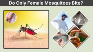 Do Only Female Mosquitoes Bite? Here's Why