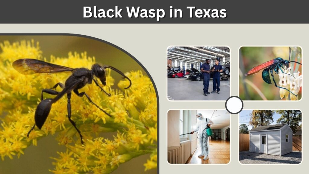 Black Wasp in Texas: Identification, Types, Sting & Nests