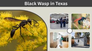 Black Wasp in Texas: Identification, Types, Sting & Nests