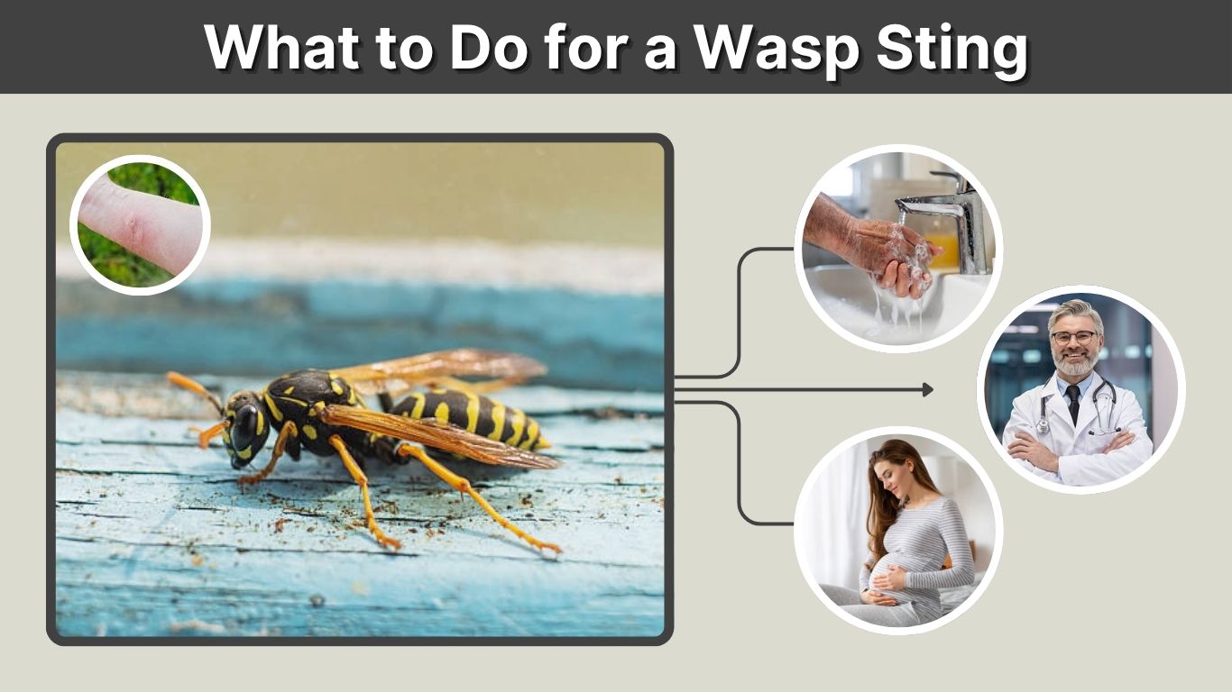 What to Do for a Wasp Sting: First Aid and Swelling Relief