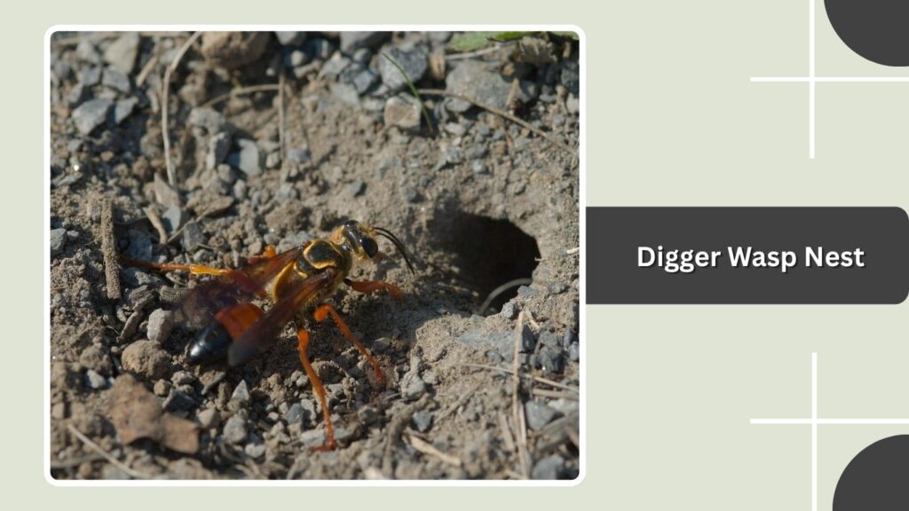 Digger Wasp Nest