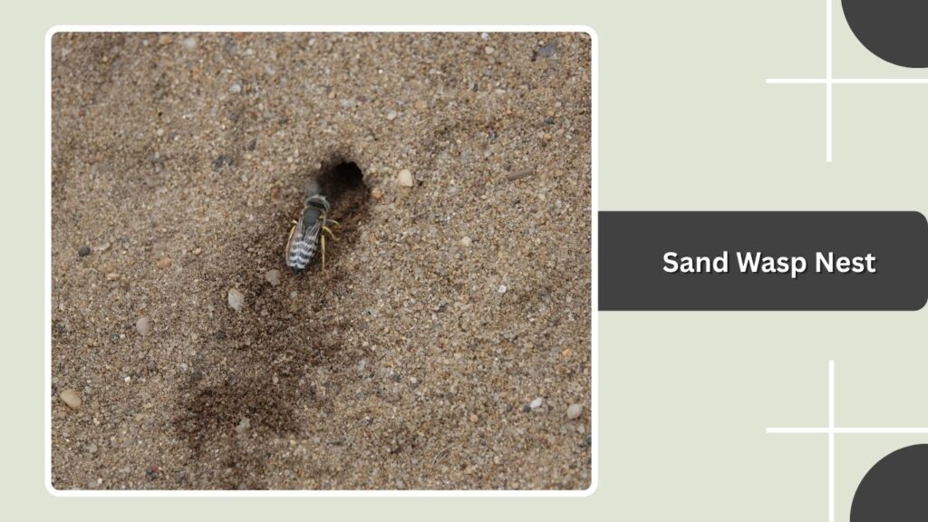 Sand Wasp Nest