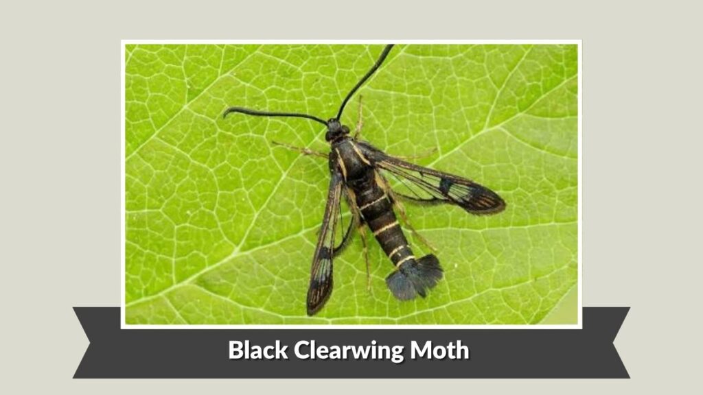 Black Clearwing Moth (Grape Root Borer, Vitacea polistiformis)