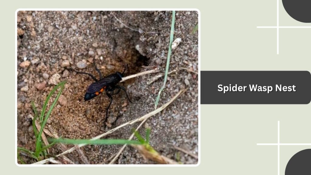 Spider Wasp Nest