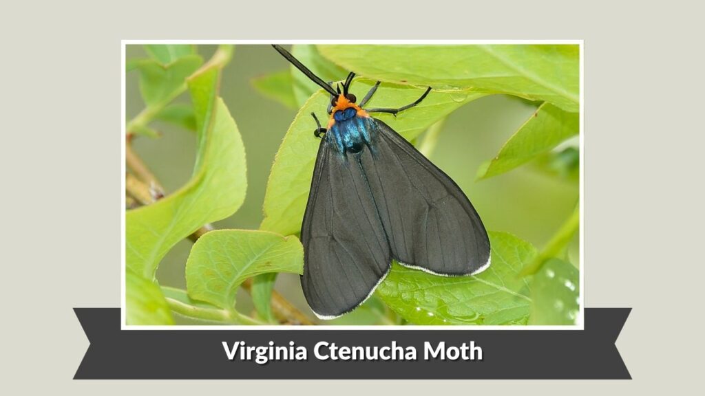 Virginia Ctenucha Moth (Ctenucha virginica)