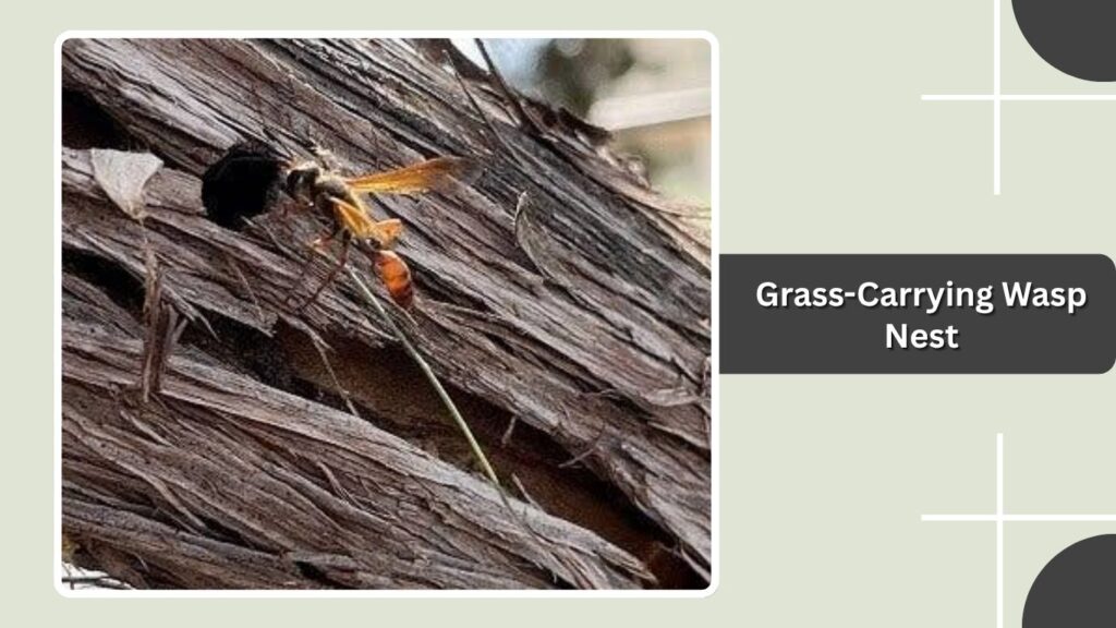 Grass-Carrying Wasp Nest