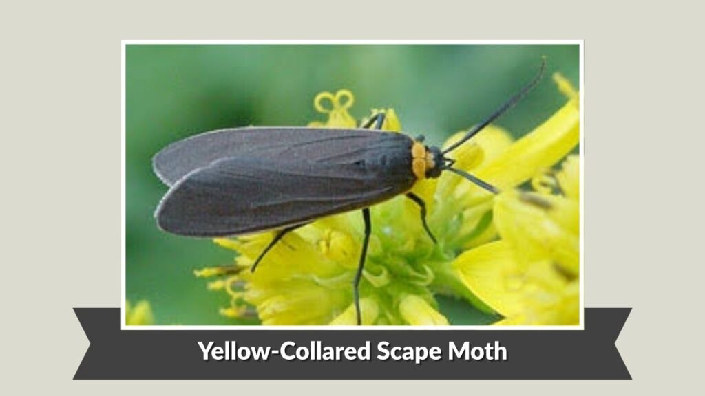Yellow-Collared Scape Moth (Cisseps fulvicollis)