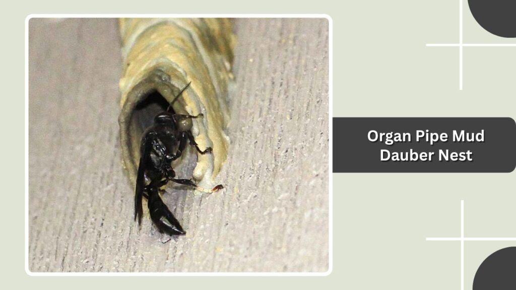 Organ Pipe Mud Dauber Nest