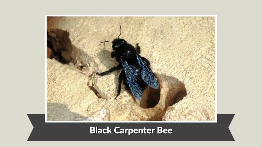 Black Carpenter Bee (Xylocopa spp.)