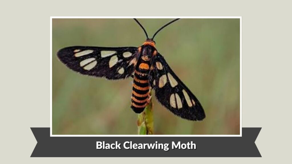 Black Clearwing Moth (Amata spp.)