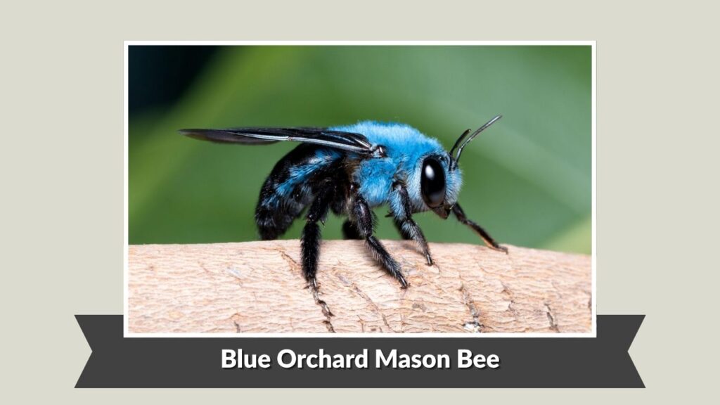 Blue Orchard Mason Bee (Osmia lignaria)
