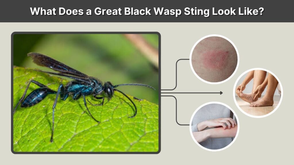What Does a Great Black Wasp Sting Look Like?
