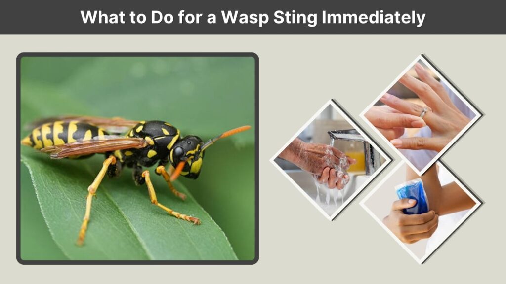 What to Do for a Wasp Sting Immediately