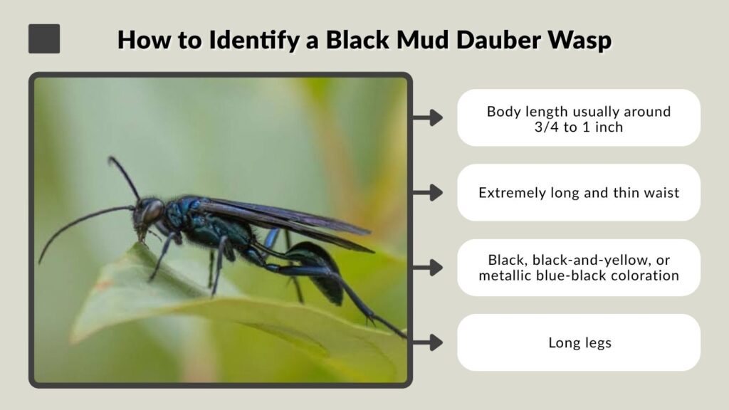How to Identify a Black Mud Dauber Wasp