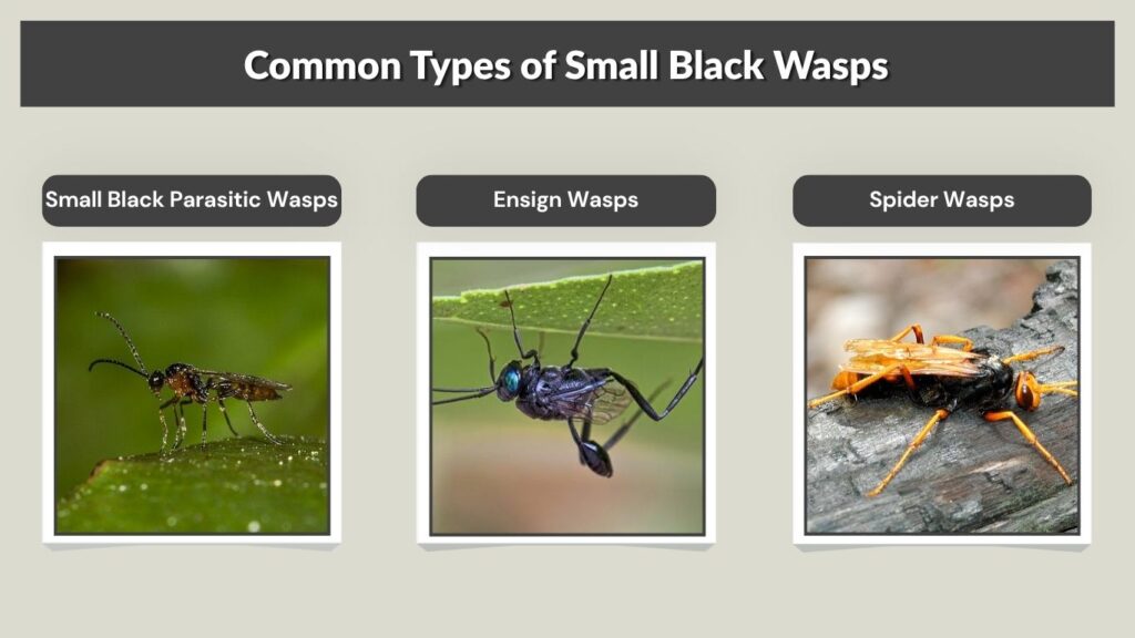 Common Types of Small Black Wasps