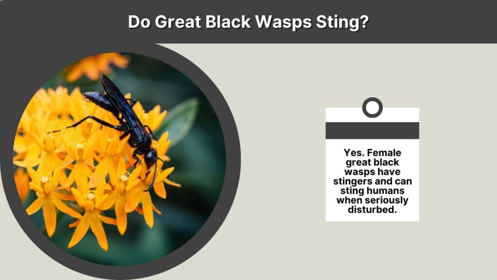 Do Great Black Wasps Sting?