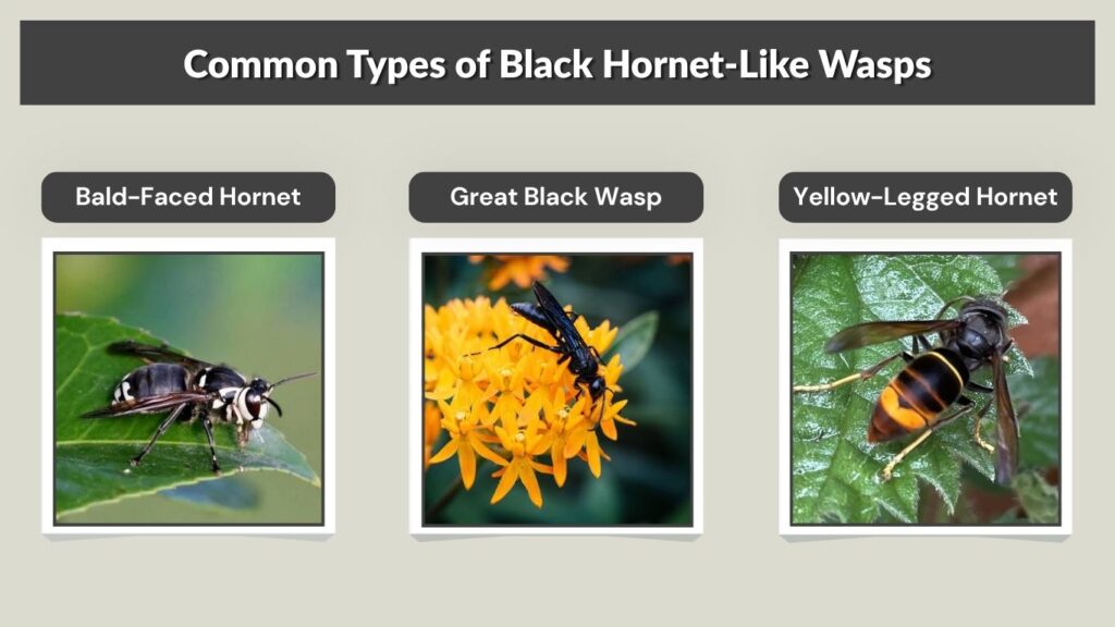 Common Types of Black Hornet-Like Wasps