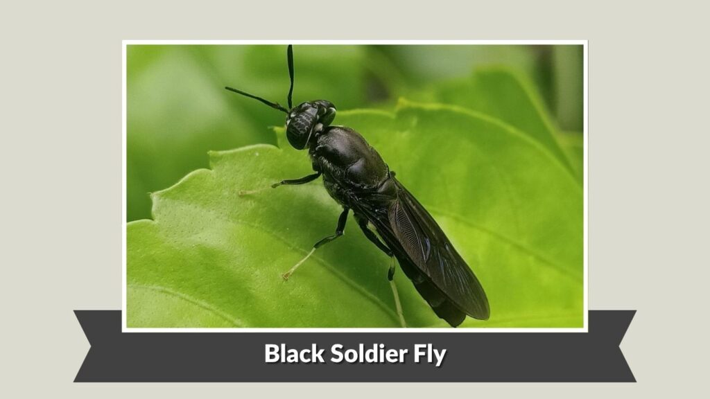 Black Soldier Fly (Hermetia illucens)