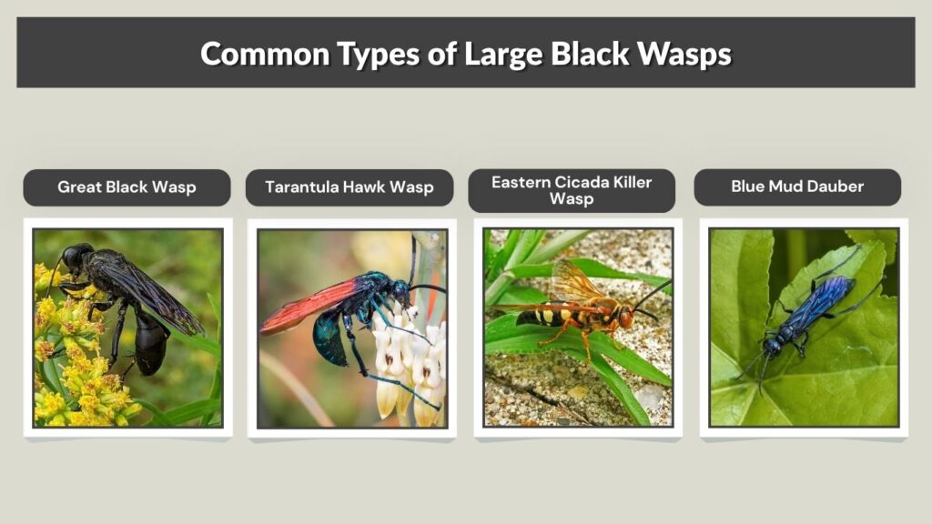 Common Types of Large Black Wasps