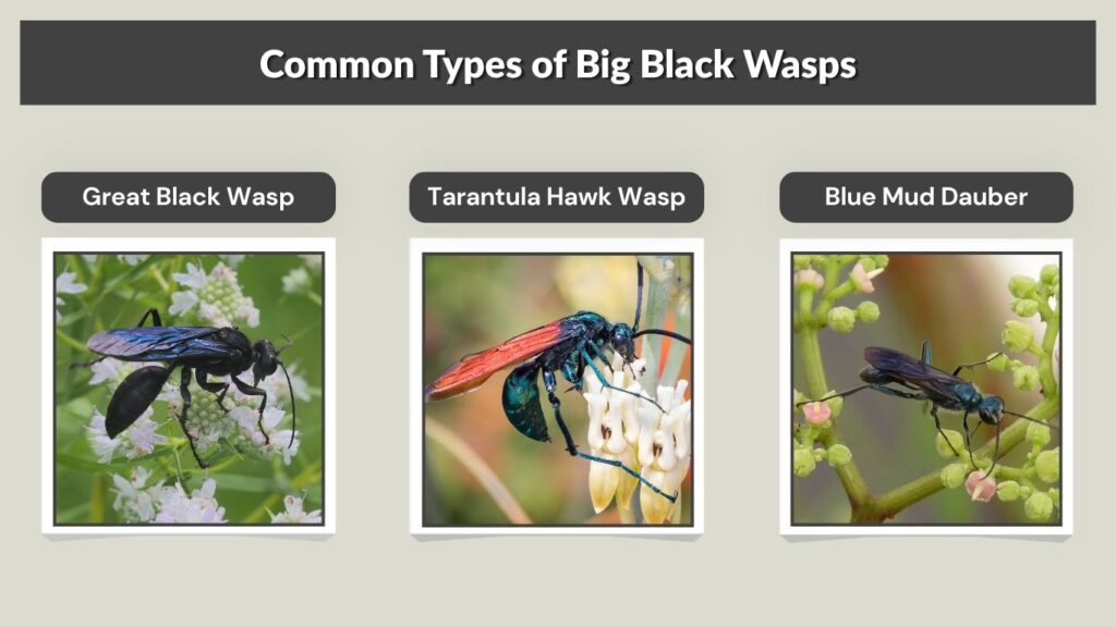 Common Types of Big Black Wasps