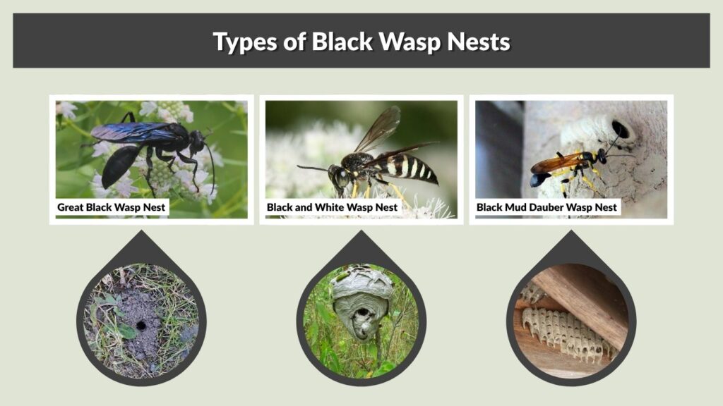 Types of Black Wasp Nests