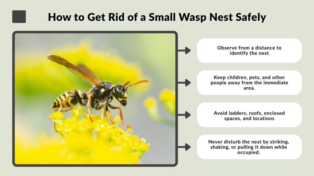 How to Get Rid of a Small Wasp Nest Safely