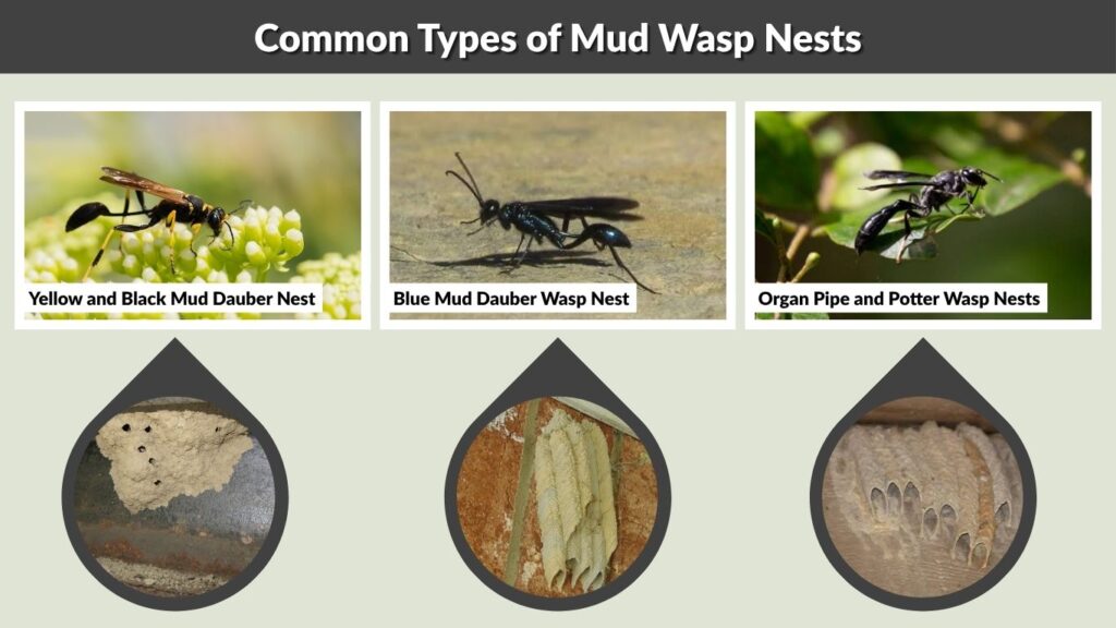 Common Types of Mud Wasp Nests
