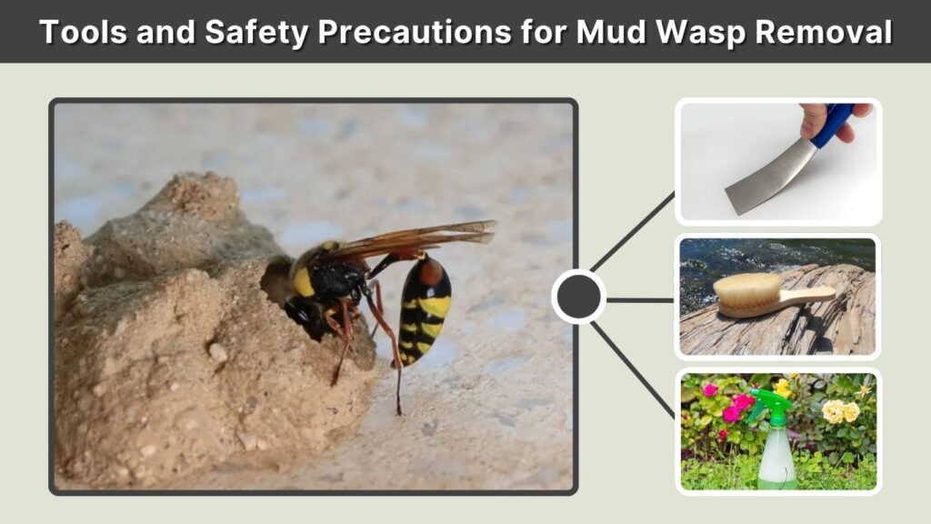 Tools and Safety Precautions for Mud Wasp Removal
