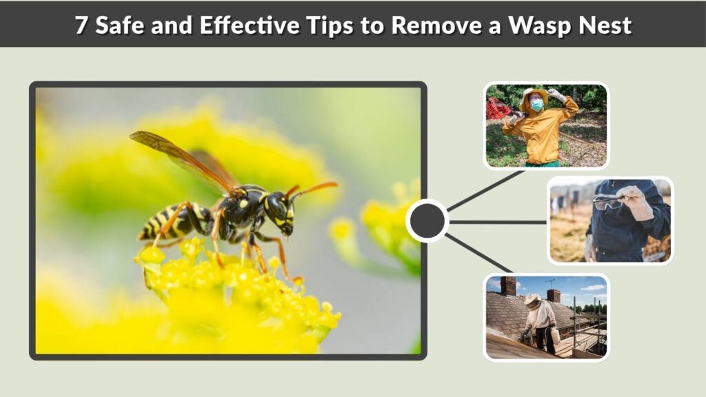 7 Safe and Effective Tips to Remove a Wasp Nest