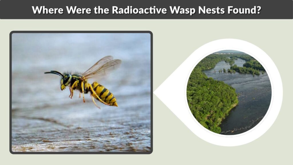 Where Were the Radioactive Wasp Nests Found?
