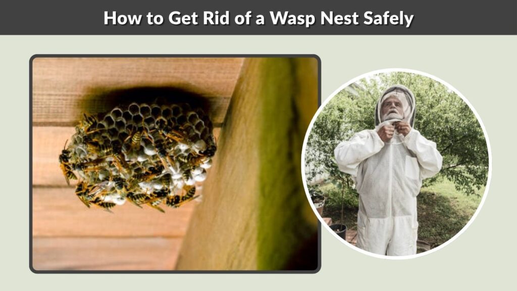 How to Get Rid of a Wasp Nest Safely